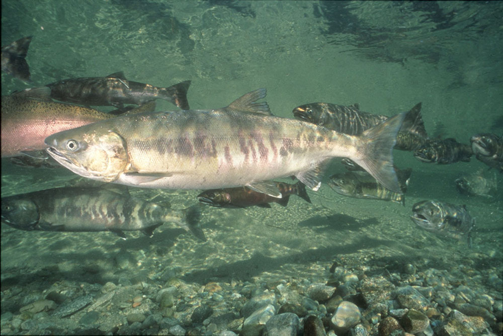 Chum Salmon